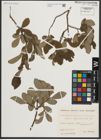 Foto von Salix appendiculata Vill.
